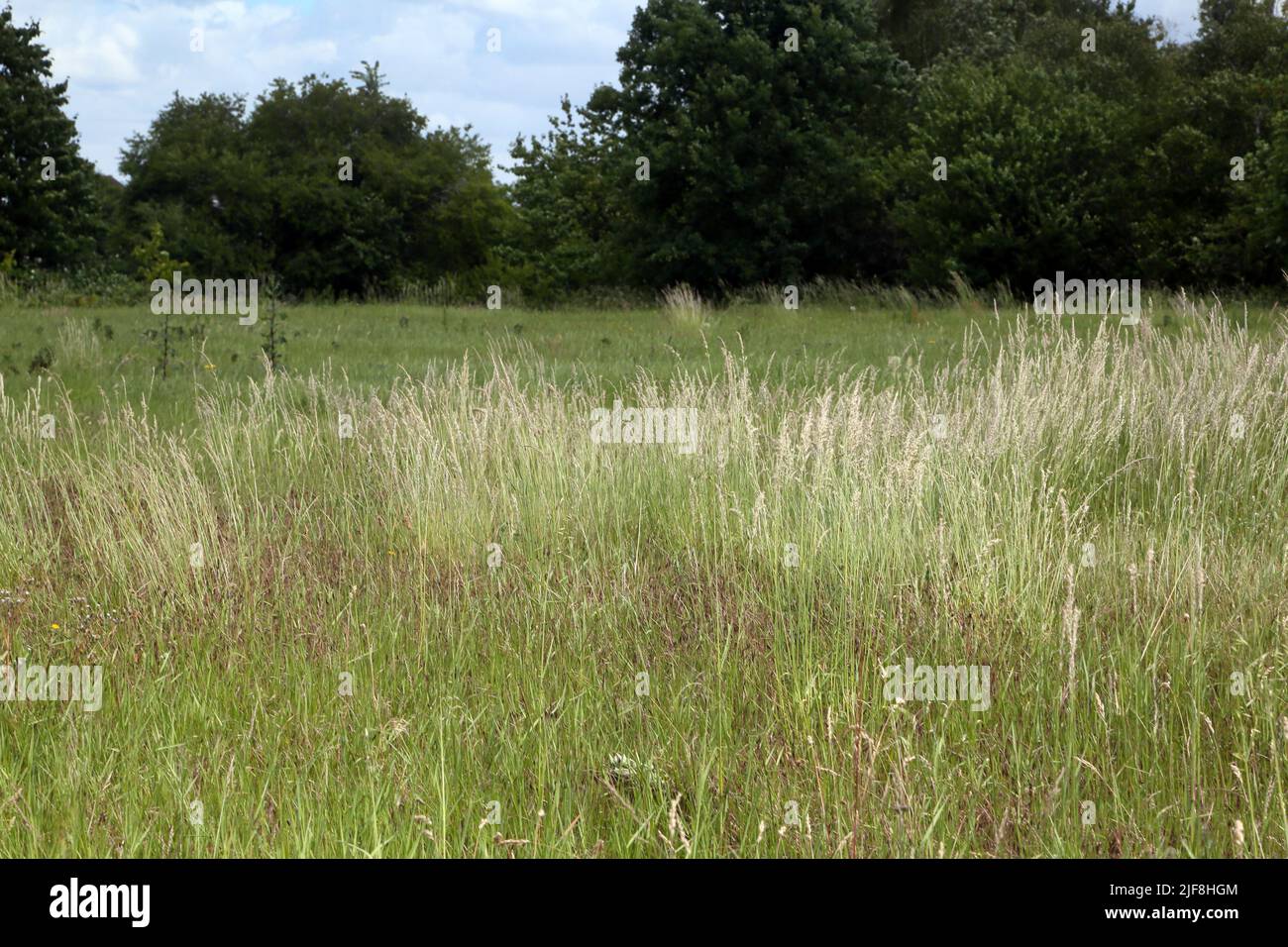 Calcareous Grasses Howell Hill Nature Reserve Epsom Surrey England Stock Photo