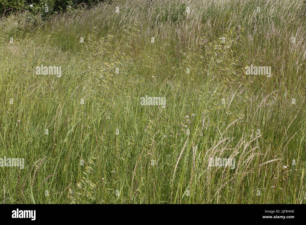 Calcareous Long Grass Howell Hill Nature Reserve Epsom Surrey England Stock Photo