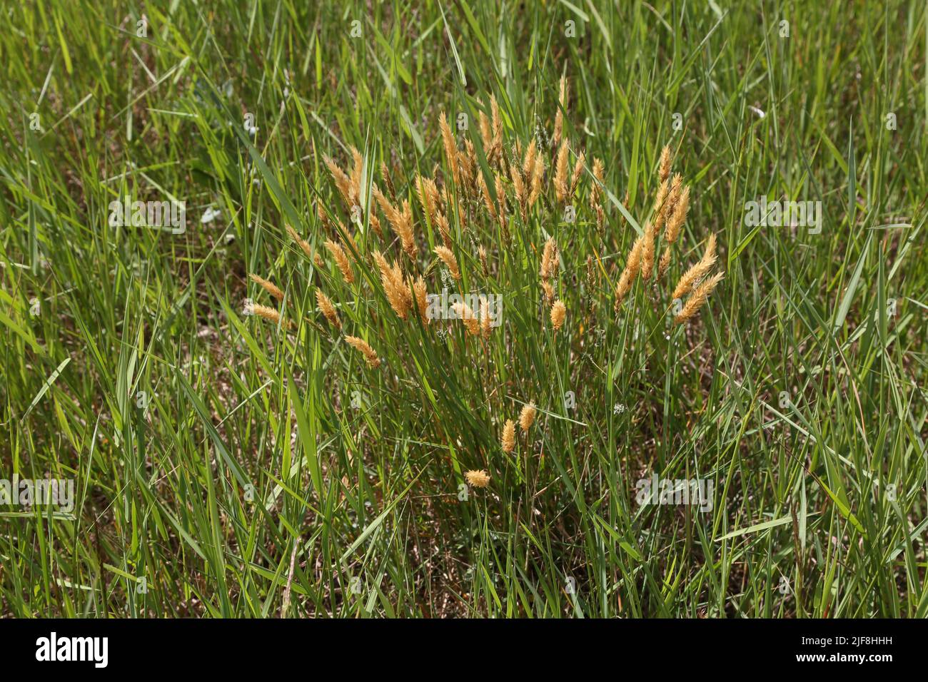 Foxtail Grass Howell Hill Nature Reserve Epsom Surrey England Stock Photo