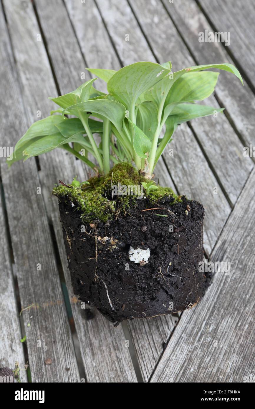 Cornu aspersum or helix aspersa Garden snail eggs laid in Plant pot with Hosta Stock Photo