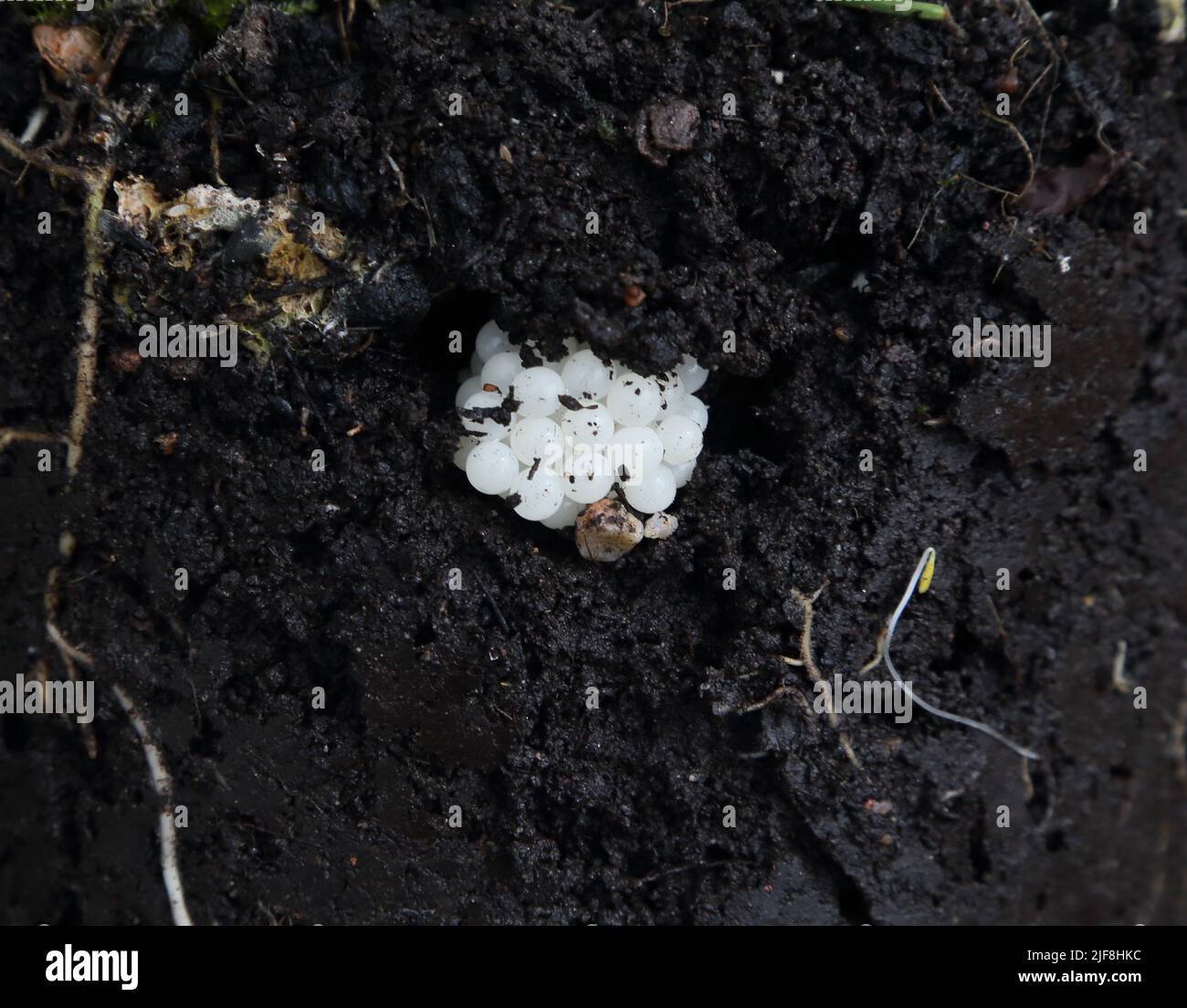 Cornu aspersum or helix aspersa Garden snail eggs laid in Plant pot with Hosta Stock Photo