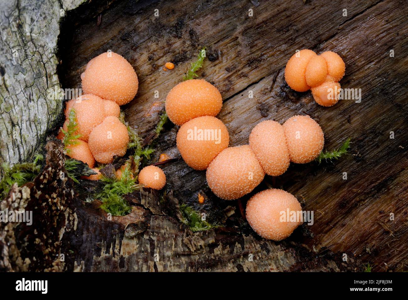 The brightly coloured Wolf's Milk Slime Mould (Lycogala epidendrum) growing on a rotting log Stock Photo