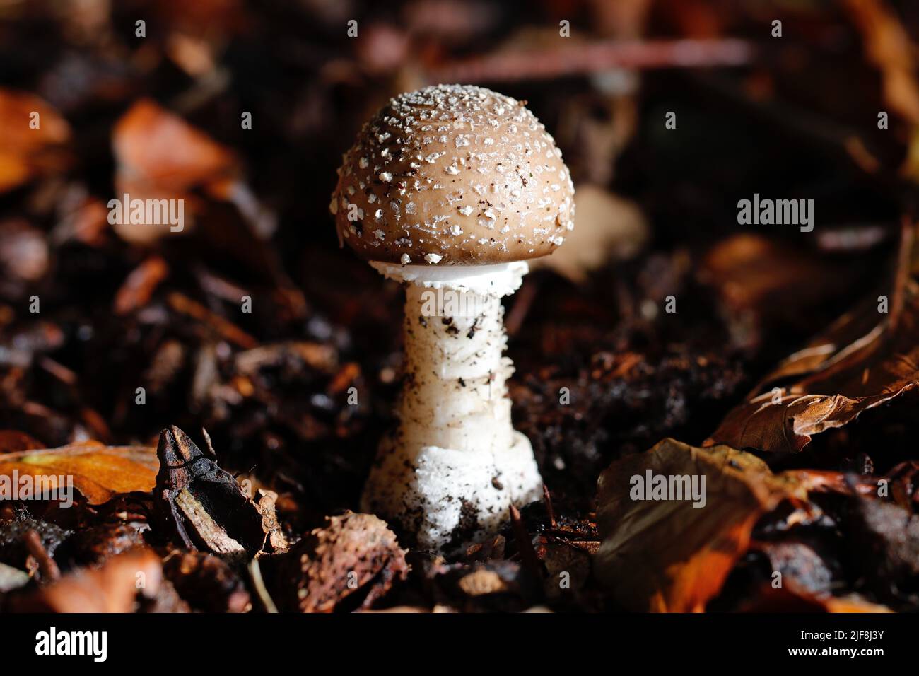 The deadly Panther Cap (Amanita pantherina) with its characteristic white scales on the cap, contains similar toxins to the notorious Death Cap Fungus Stock Photo