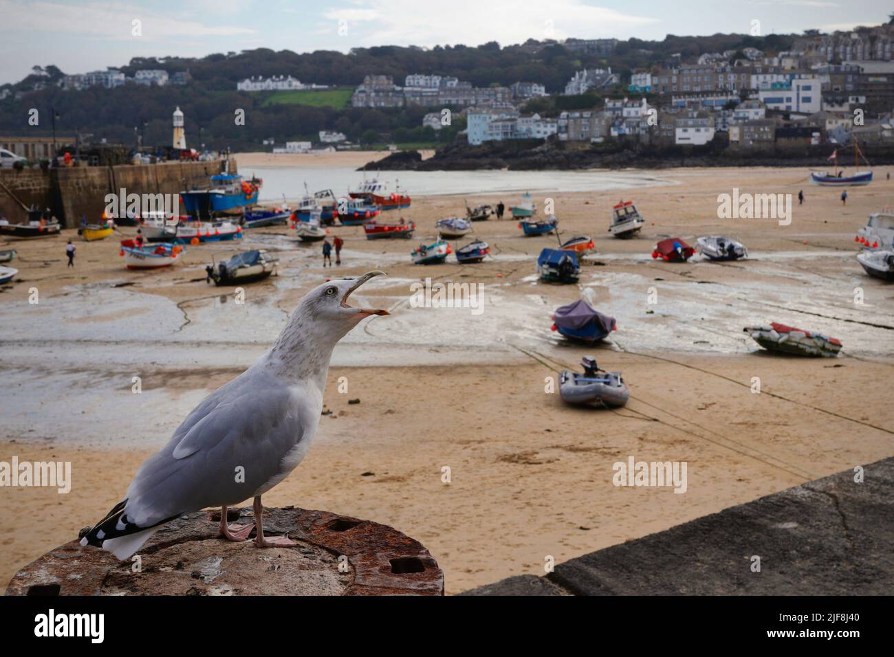 A European Herring Gull calling out over St Ives Bay, Cornwall Stock Photo