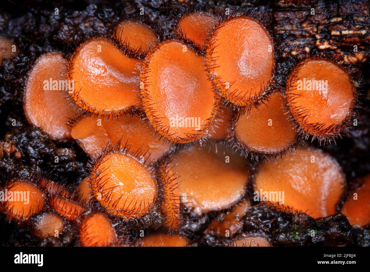 The Eyelash Fungus, which goes by the wonderful scientific name of Scutellinia scutellata, so named due to the eyelash-like hairs surrounding the cap. Stock Photo
