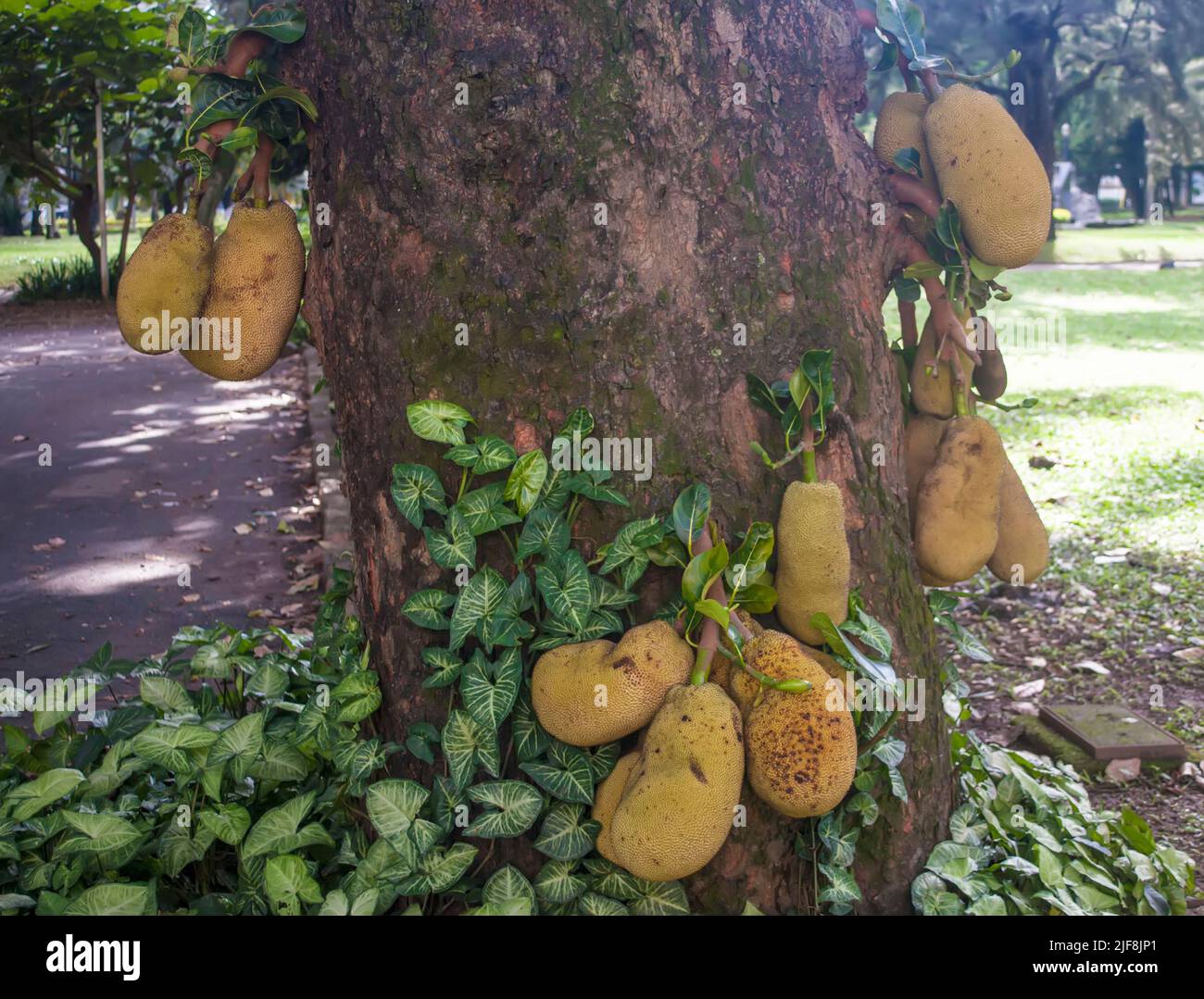 Breadfruit on tree in São Paulo, Brazil Stock Photo