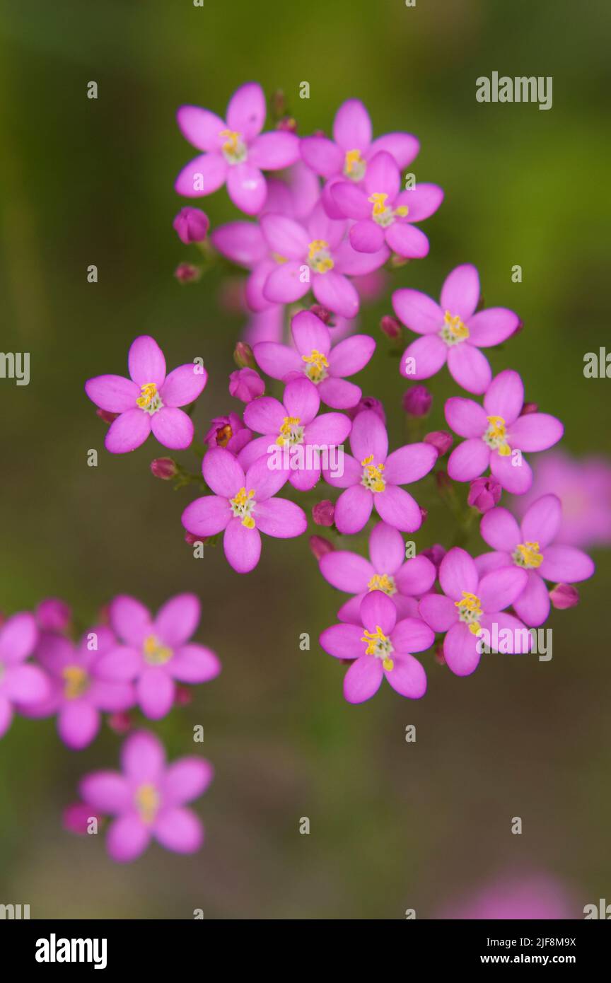 Close up image of pink flowers of the Centaurium erythraea herb, a wildflower also known as feverwort or bitter herb, blooming in Washington State, US Stock Photo