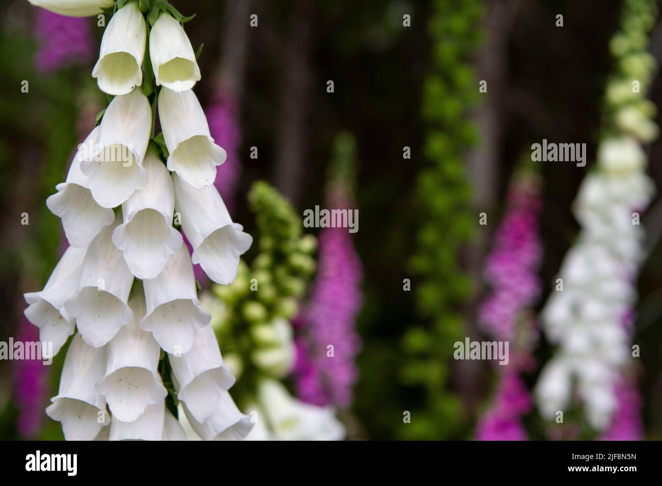 Closeup photograph of white Foxglove (Digitalis) in a meadow with soft focus purple and white Foxgloves in the background. Stock Photo