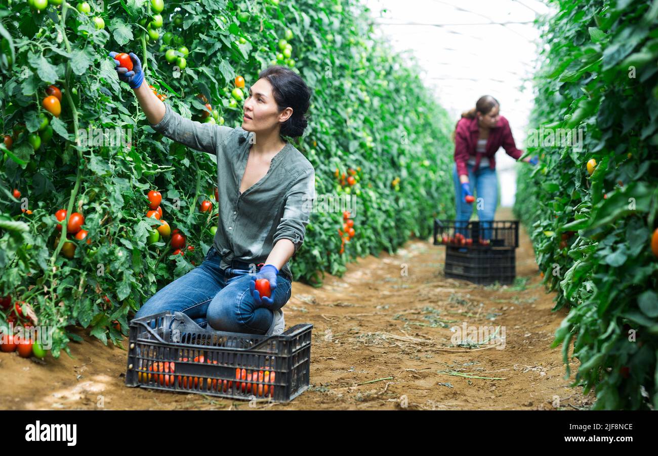 Positive woman harvesting tomatoes in greenhouse Stock Photo - Alamy