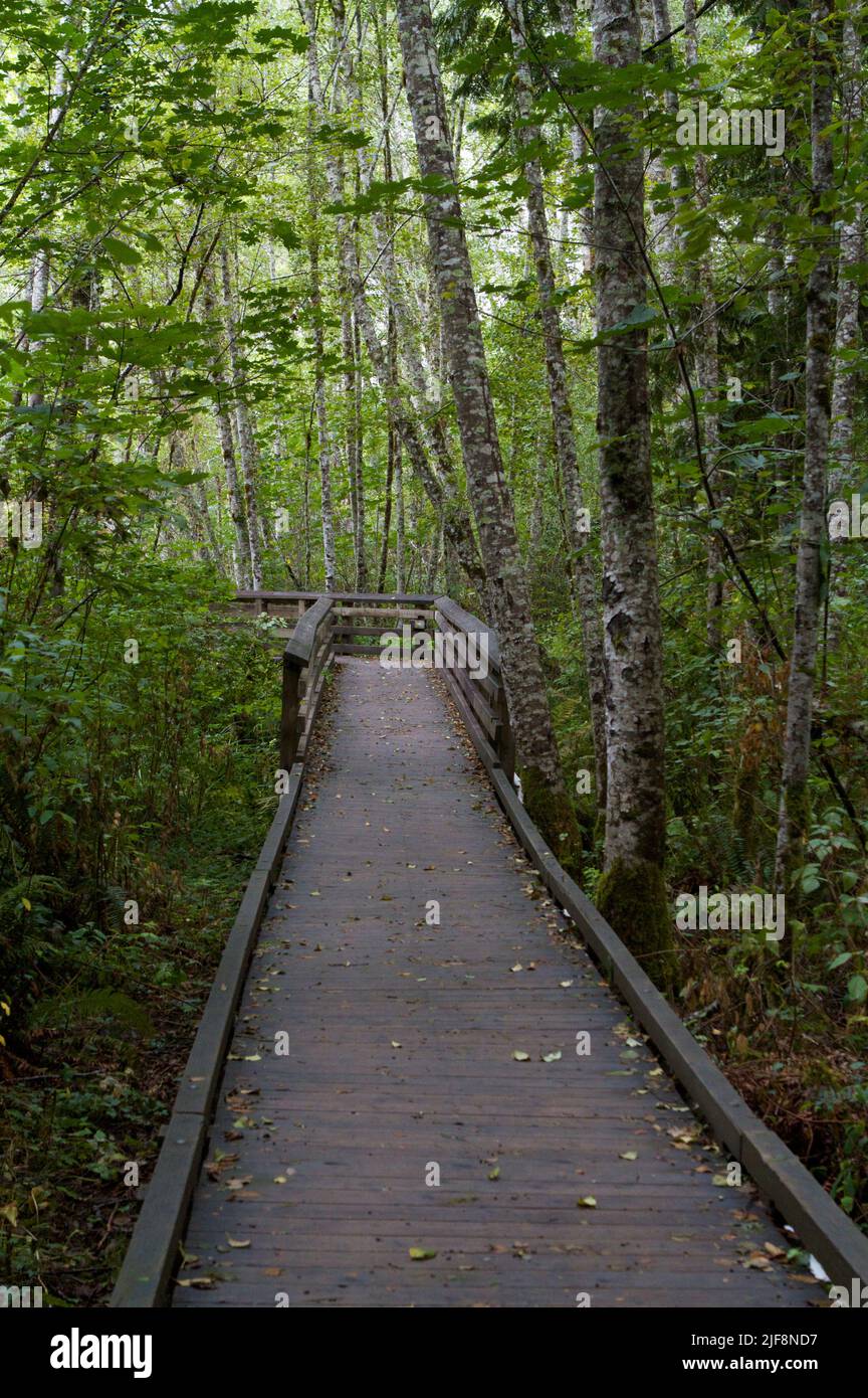 Raised wooden pathway through Washington woods. Stock Photo
