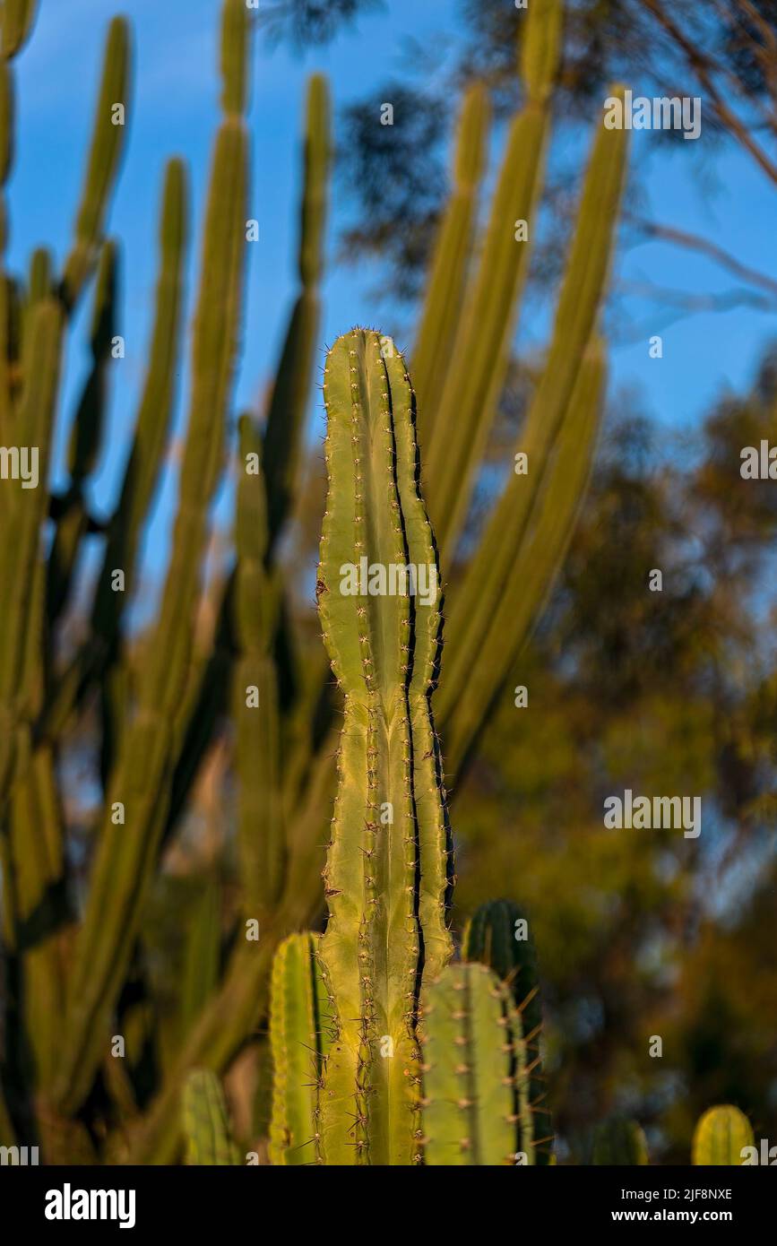 Willows Cacti in a field overgrown with them. Also known as Queen Of