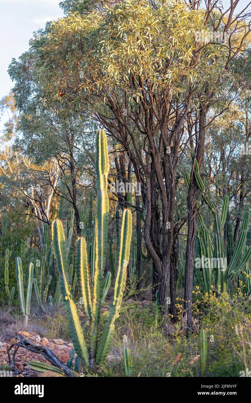 Willows Cacti in a field overgrown with them. Also known as Queen Of