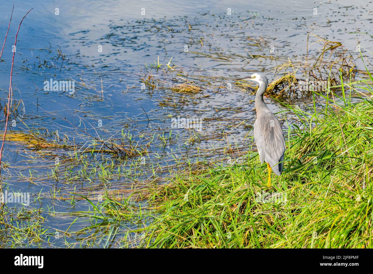 White-faced heron on edge of wetland in Hokitika looking for food. Stock Photo