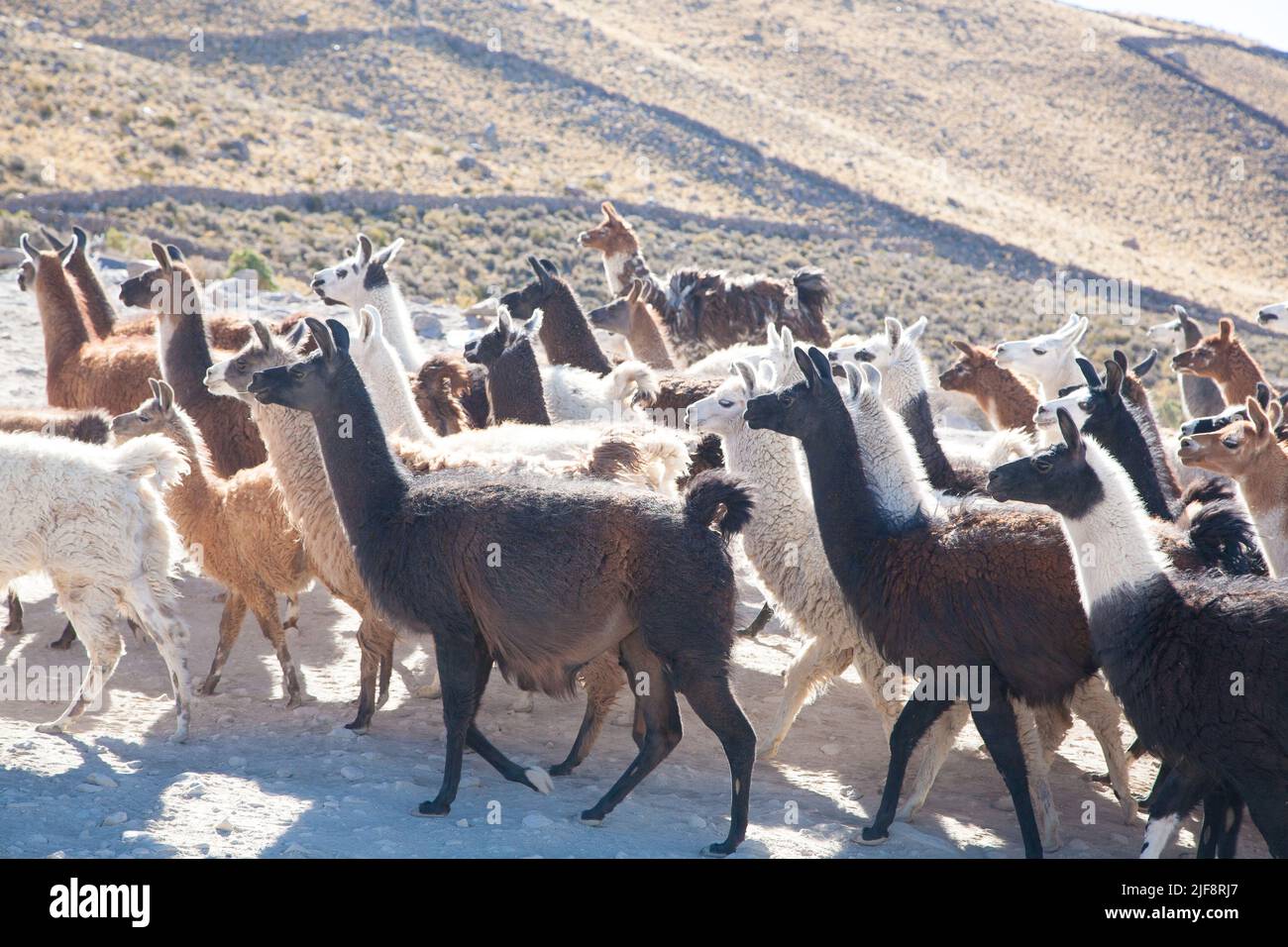 Bolivian llama breeding on Andean plateau,Bolivia Stock Photo - Alamy