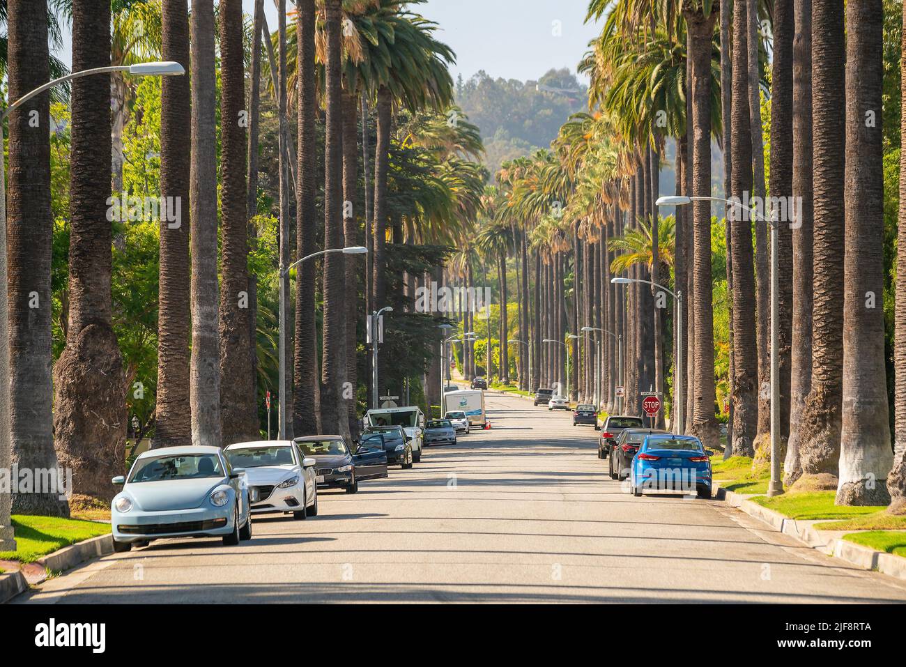 Street with palms in Beverly Hills, Los Angeles, California in USA