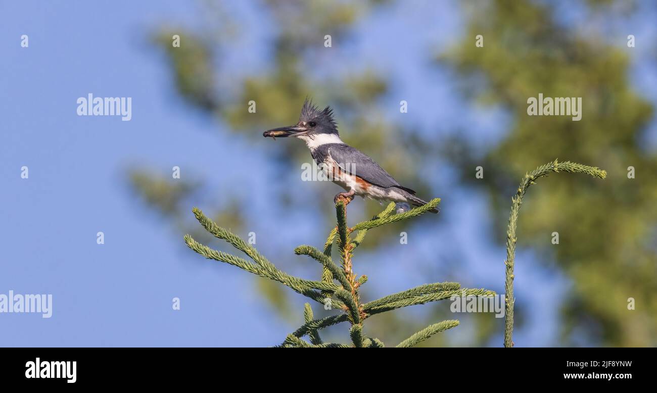 Female belted kingfisher holding a minnow preparing to feed her chicks. Stock Photo