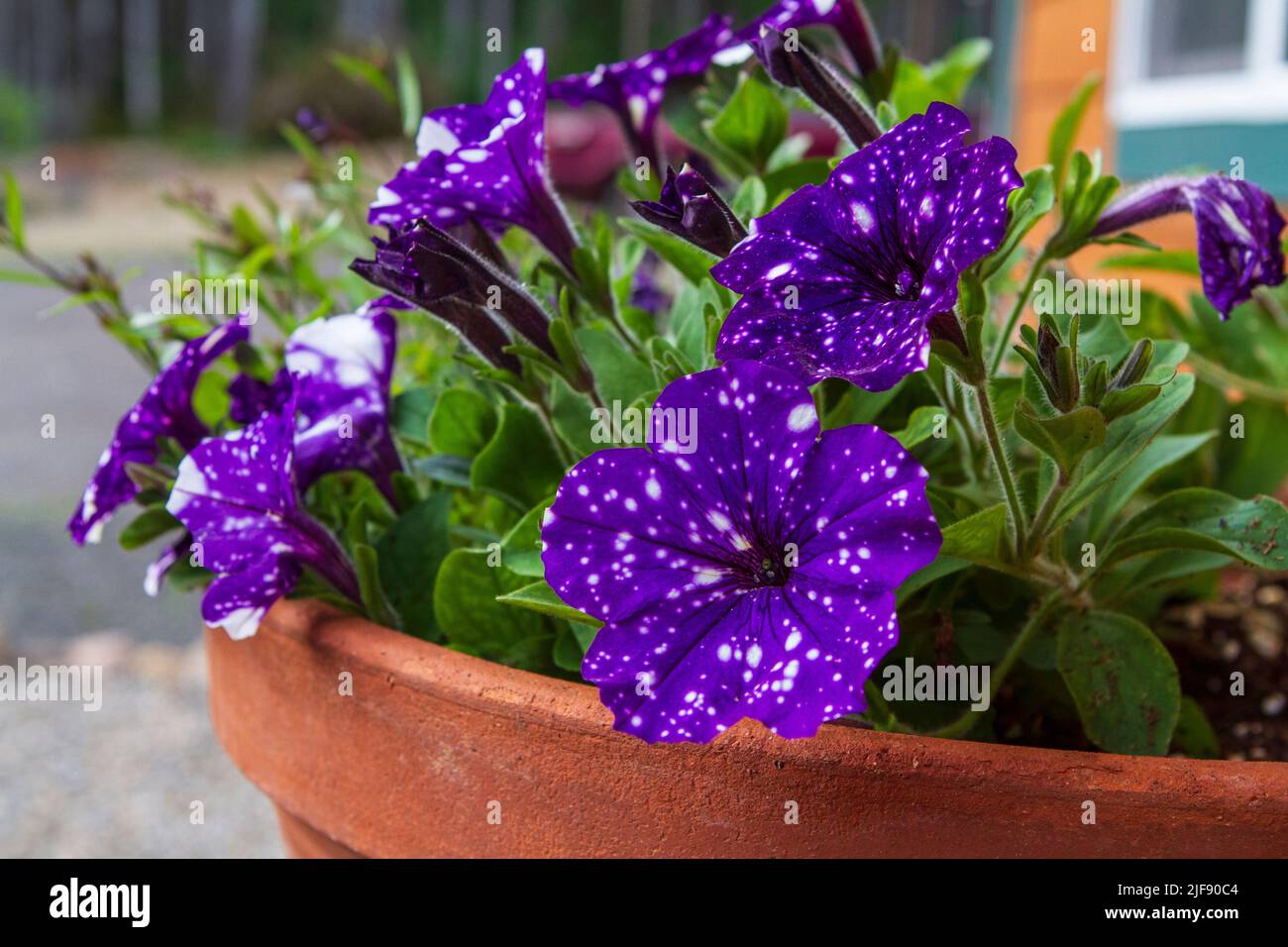 Dark purple and white Petunia Headliner Night Sky (Petunia x hybrida) flowers blooming in a clay pot outdoors in a home garden. Stock Photo