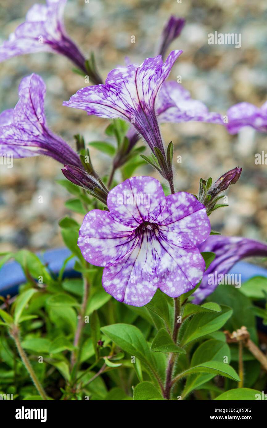 Closeup image of blooming pale purple and white Petunia Headliner Crystal Sky (Petunia x hybrida) in a blue ceramic pot against a blurred background. Stock Photo
