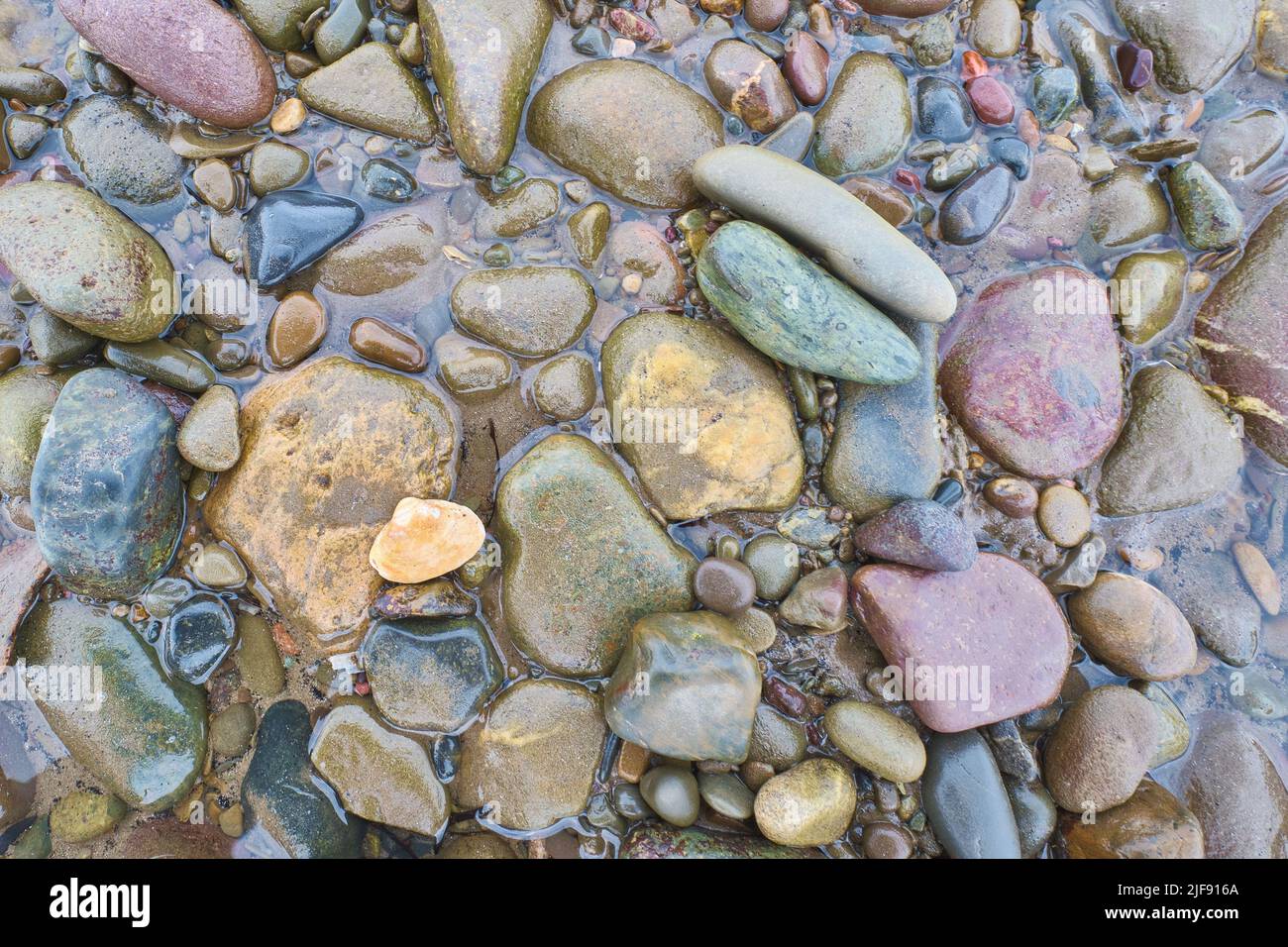 A single clam shell sits among many beautiful rocks on the ocean floor at low tide at Glace Bay Beach. Stock Photo