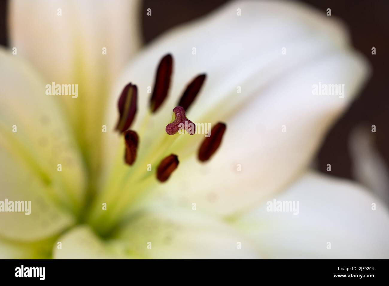 white lily flower inside macro selective focus Stock Photo