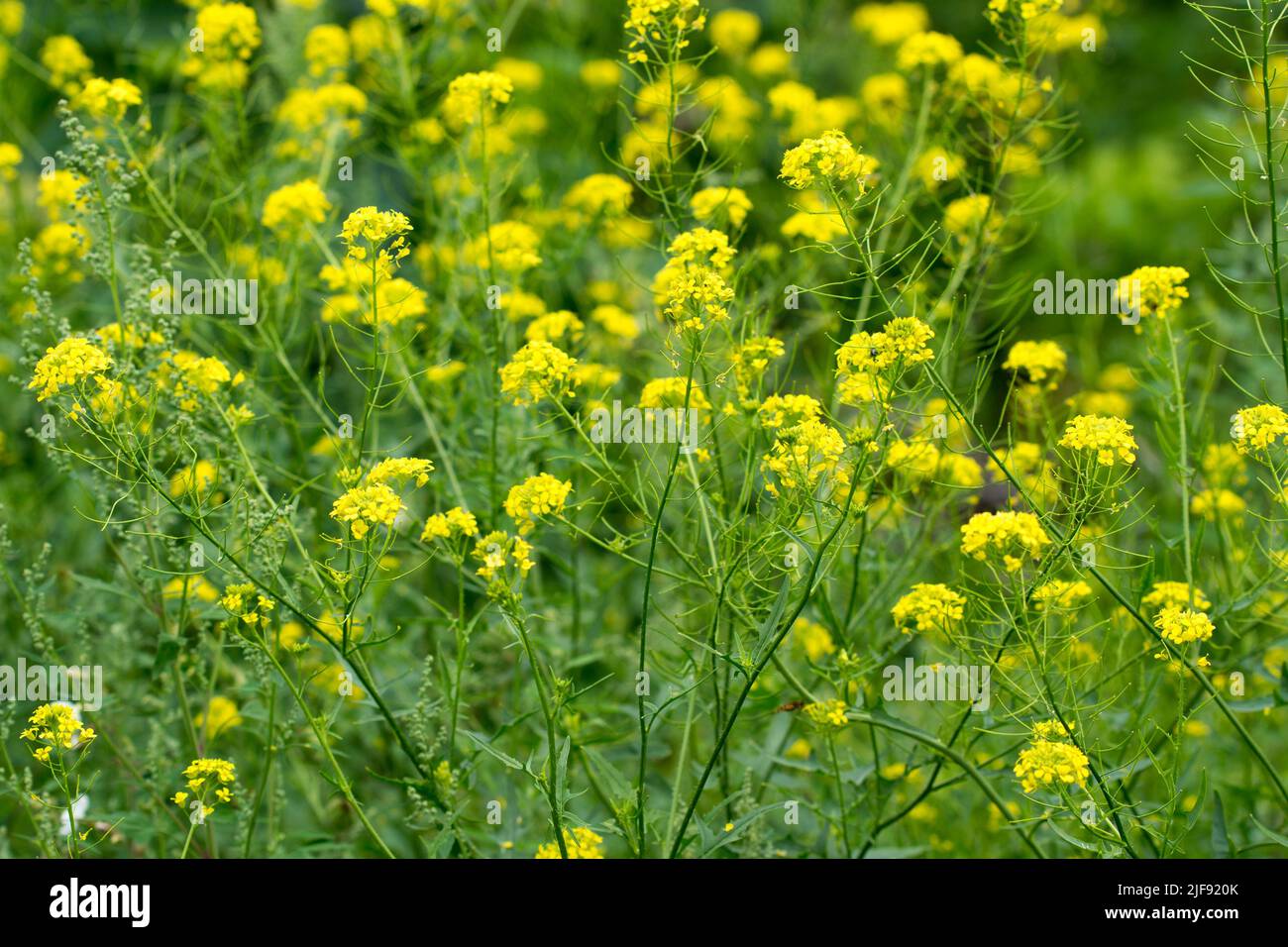 Rapeseed yellow flowers in meadow closeup selective focus Stock Photo