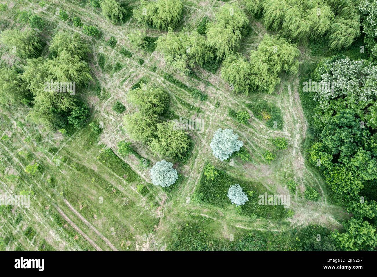 aerial shot taken directly over a park with green trees on partially cut lawn. drone photo. Stock Photo
