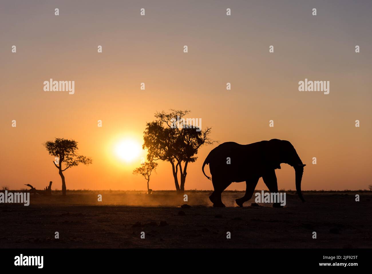 Sunset elephant hi-res stock photography and images - Alamy