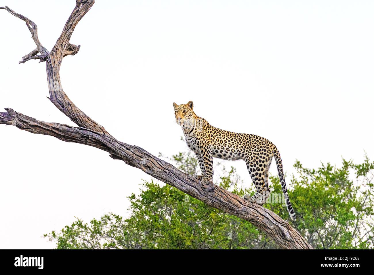 Leopard in a tree in evening light, Botswana, Africa Stock Photo - Alamy
