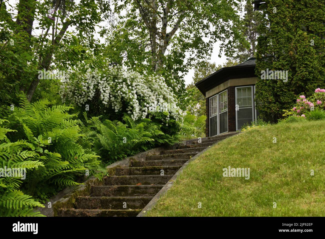 Old cement stairs lead up to a century old home in Ontario, Canada, which is partially seen among trees, ferns and flowering shrubs in the summertime. Stock Photo