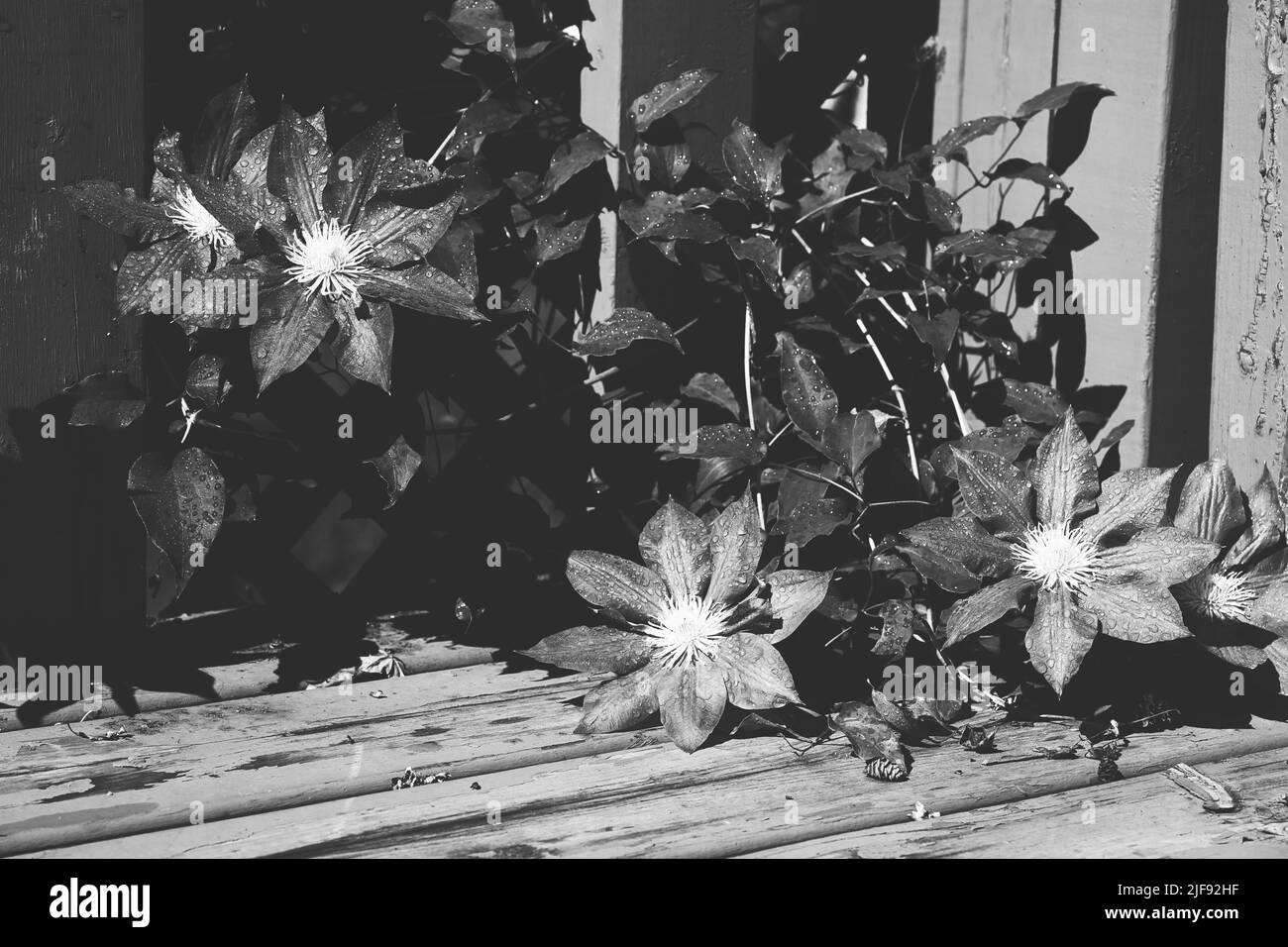 How to grow clematis Black and White Stock Photos & Images - Alamy