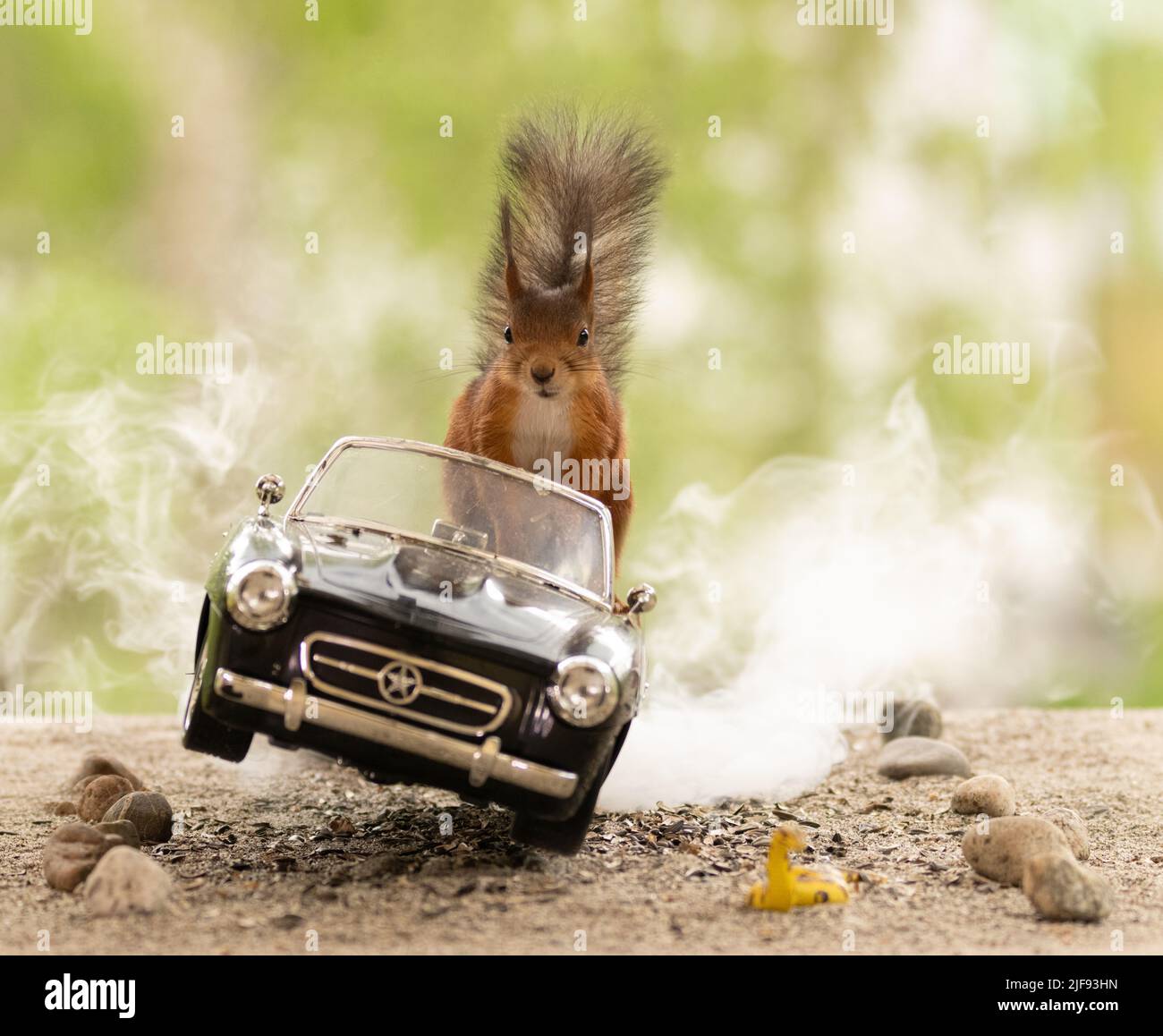 red squirrel is driving in a black car Stock Photo Alamy