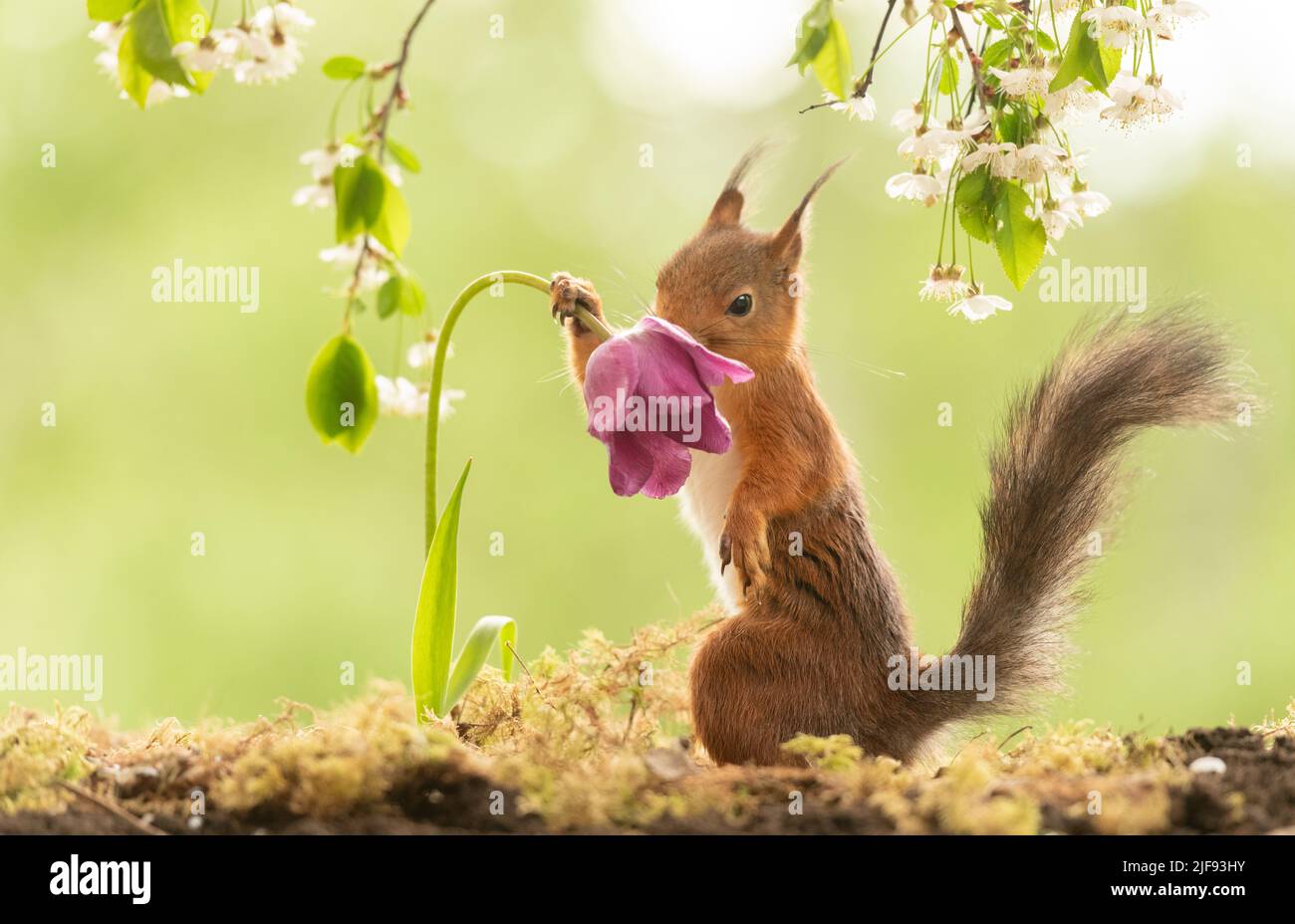 Red Squirrel with a tulip Stock Photo Alamy