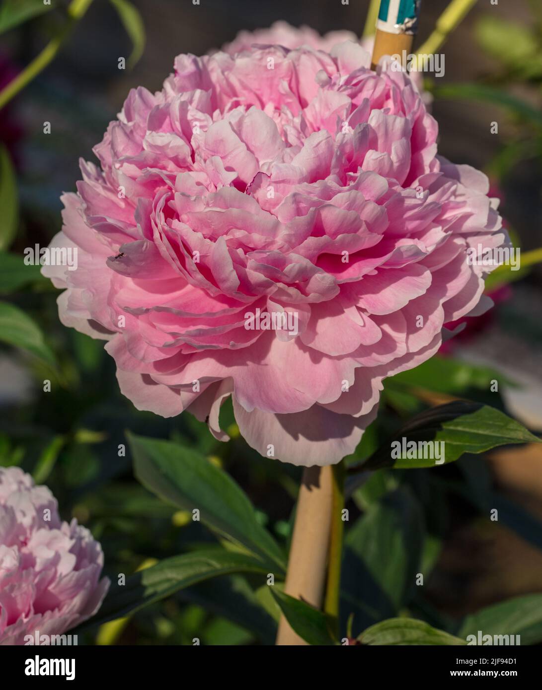 'Morning Kiss' Common garden peony, Luktpion (Paeonia lactiflora) Stock Photo