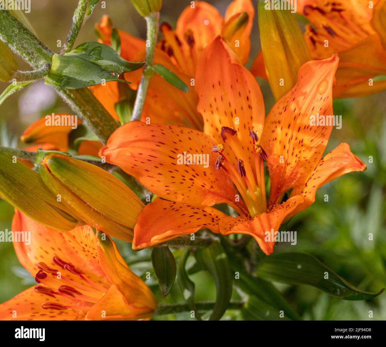 Orange Lily, Brandlilja (Lilium bulbiferum Stock Photo - Alamy