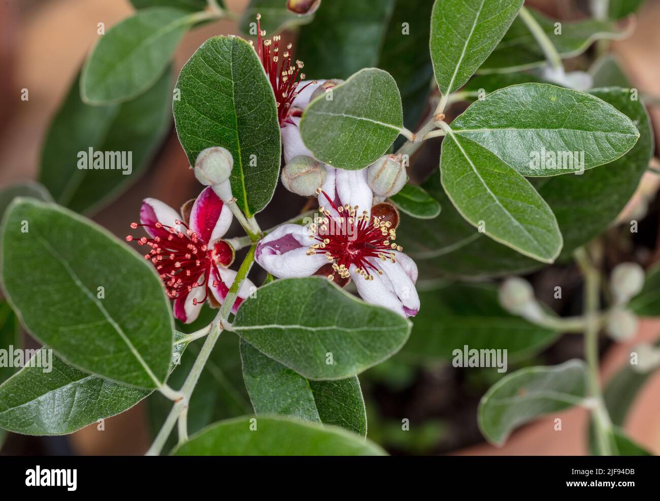 Feijoa, Ananasguava (Acca sellowiana) Stock Photo