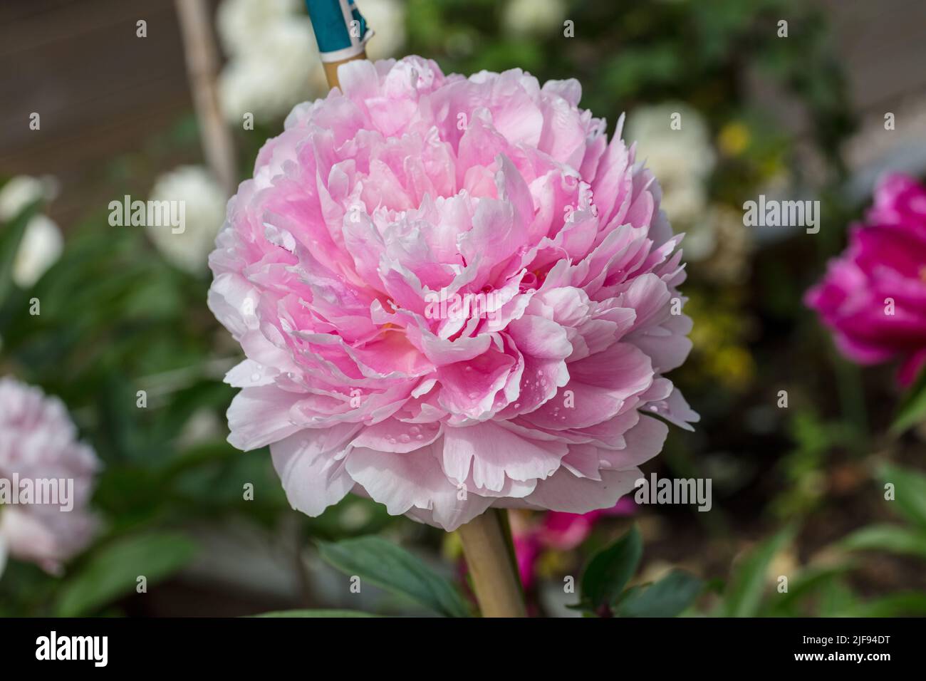 'Morning Kiss' Common garden peony, Luktpion (Paeonia lactiflora) Stock Photo