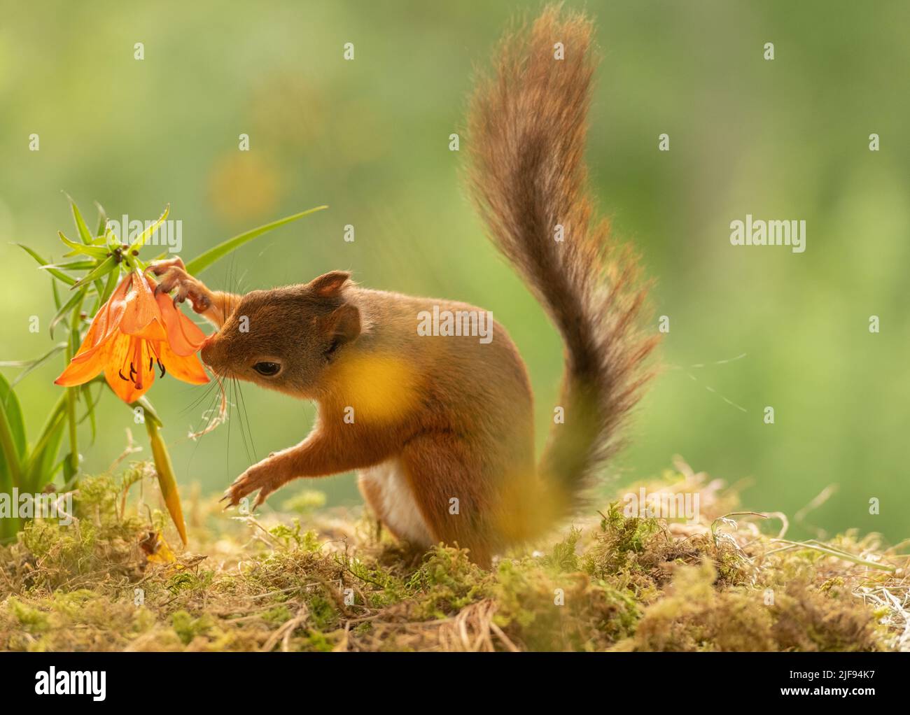 Red Squirrel with lily flowers Stock Photo Alamy