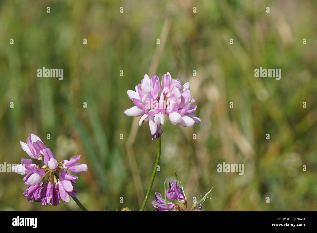 Closeup flower of Securigera varia (synonym Coronilla varia) known as crownvetch or purple crown vetch, family Fabaceae, Leguminosae. Blurred grass Stock Photo