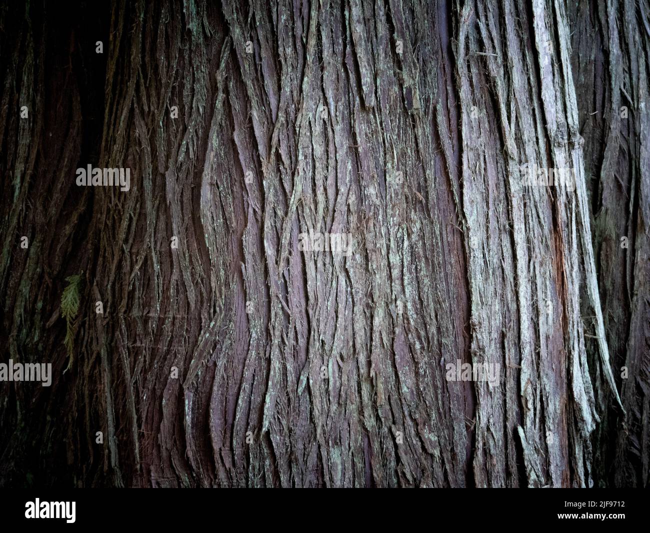 Bark ridges hi-res stock photography and images - Alamy