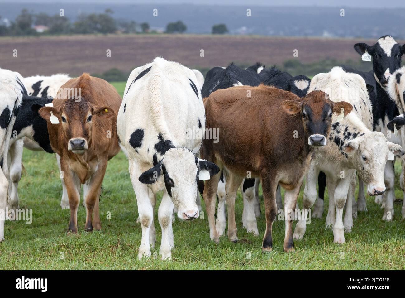 A mixture of Jersey and Holstein dairy cows in a pasture in the Eastern