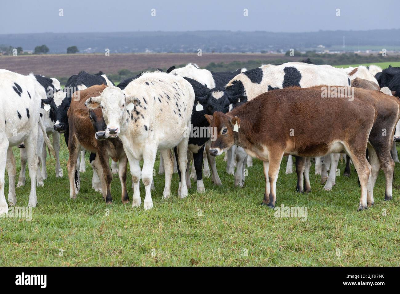 A mixture of Jersey and Holstein dairy cows in a pasture in the Eastern
