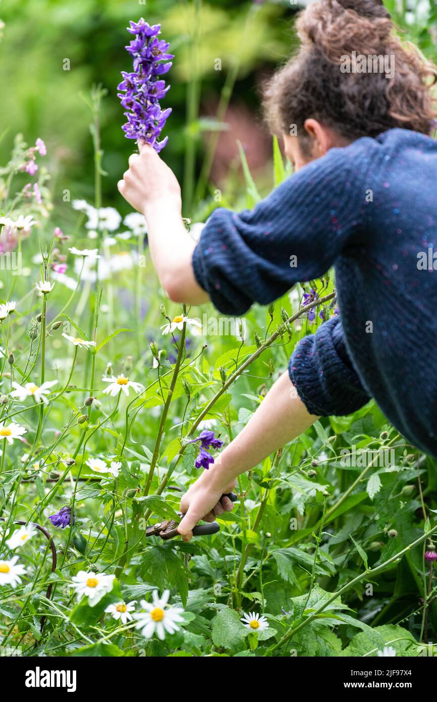 Delphiniums second flowering hires stock photography and images Alamy