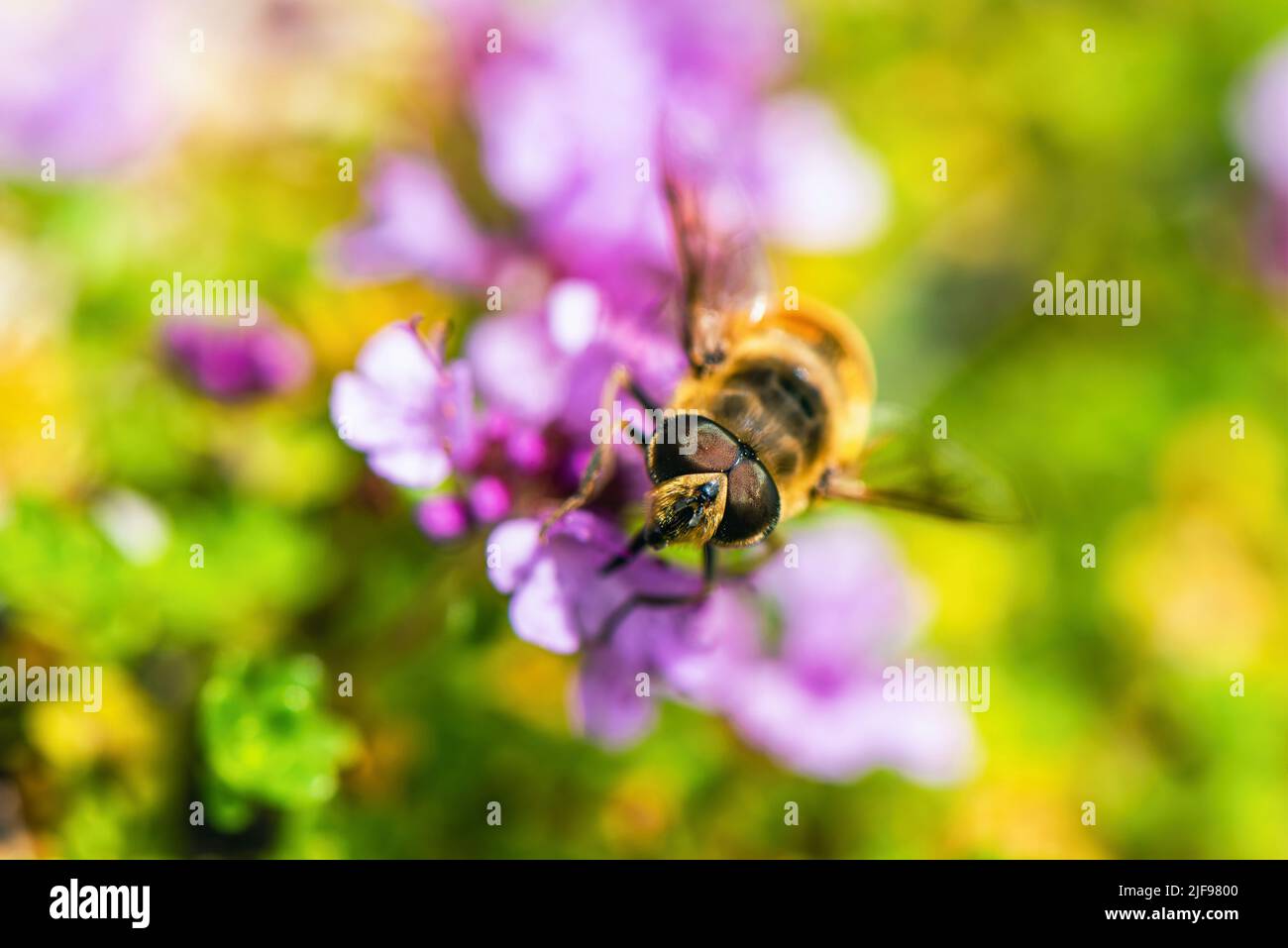 Common Drone Fly, Eristalis tenax on pink flowers Stock Photo