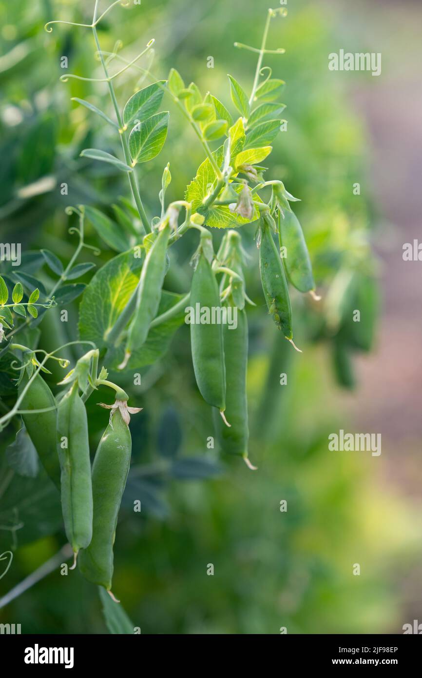 Pea plant on vegetable garden and pea aphids on the pod Stock Photo