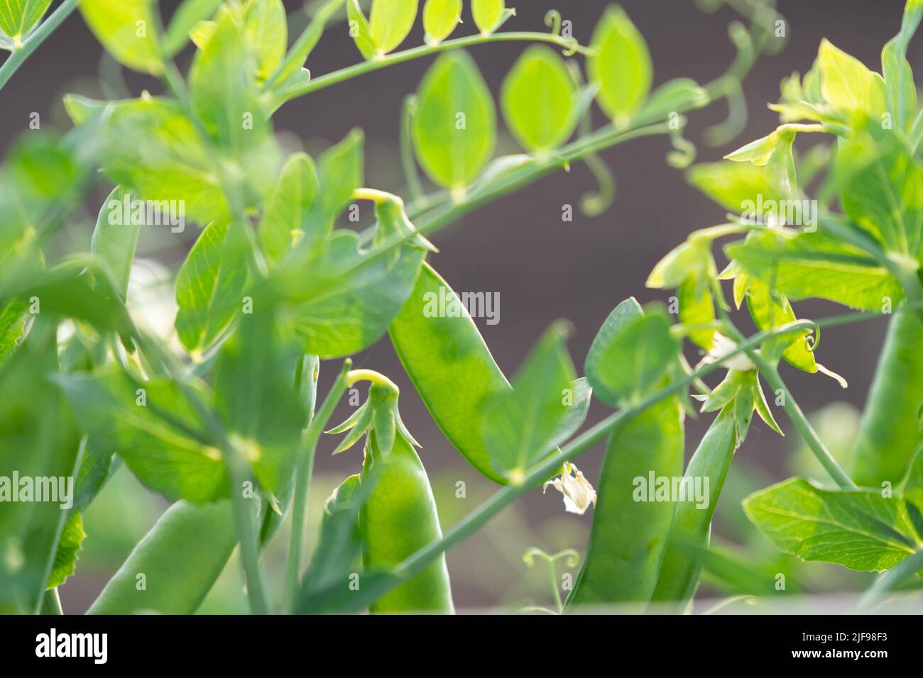 Bush of sweet pea with ripe pods cultivated on vegetable garden Stock Photo
