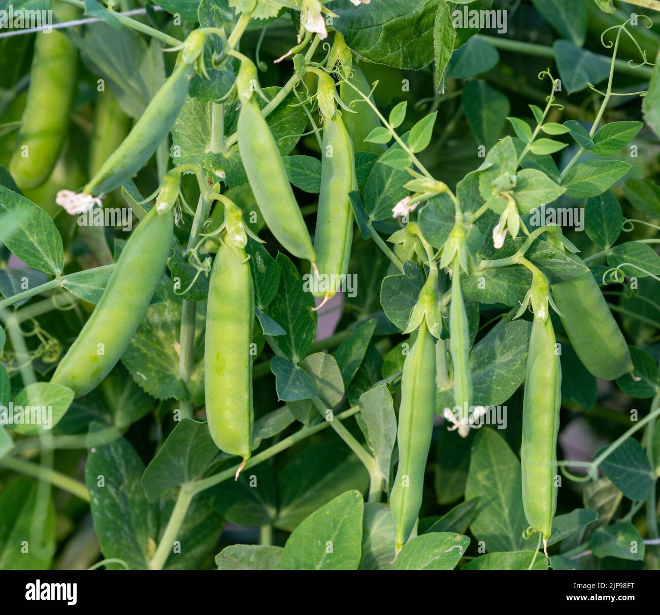 Bush of sweet pea with ripe pods cultivated on vegetable garden Stock Photo