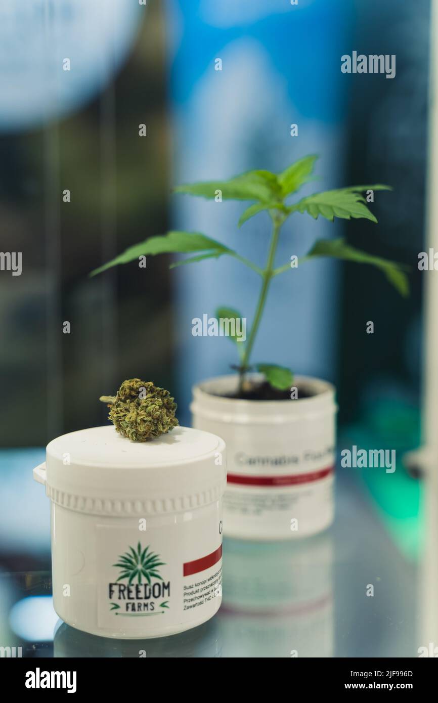 05.28.2022 Warsaw, Poland. Vertical closeup shot of a medical CBD marijuana top and a small plant standing next to each other in a glass showcase. . High quality photo Stock Photo