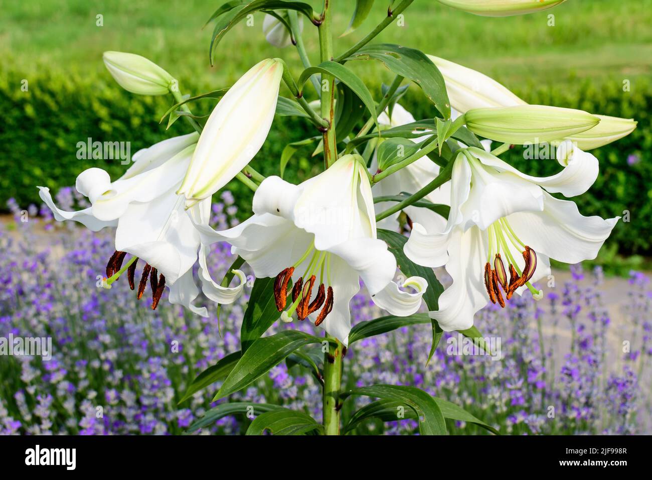 Group of many large white flowers and buds of Lilium or Lily plant in a