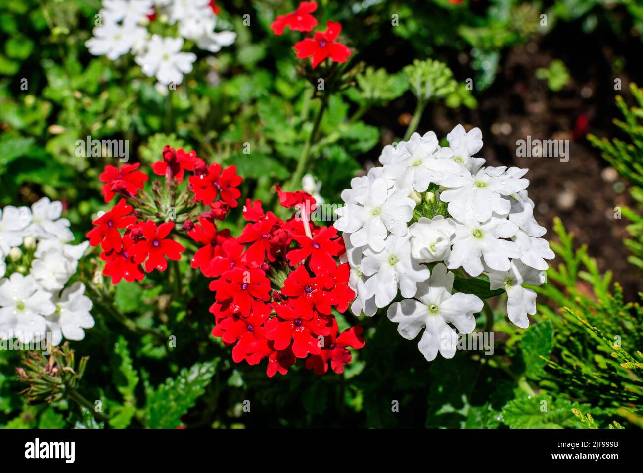 Many delicate fresh red and white flowers of Verbena Hybrida Nana Compacta plant, in a sunny summer garden, top view of beautiful outdoor floral backg Stock Photo