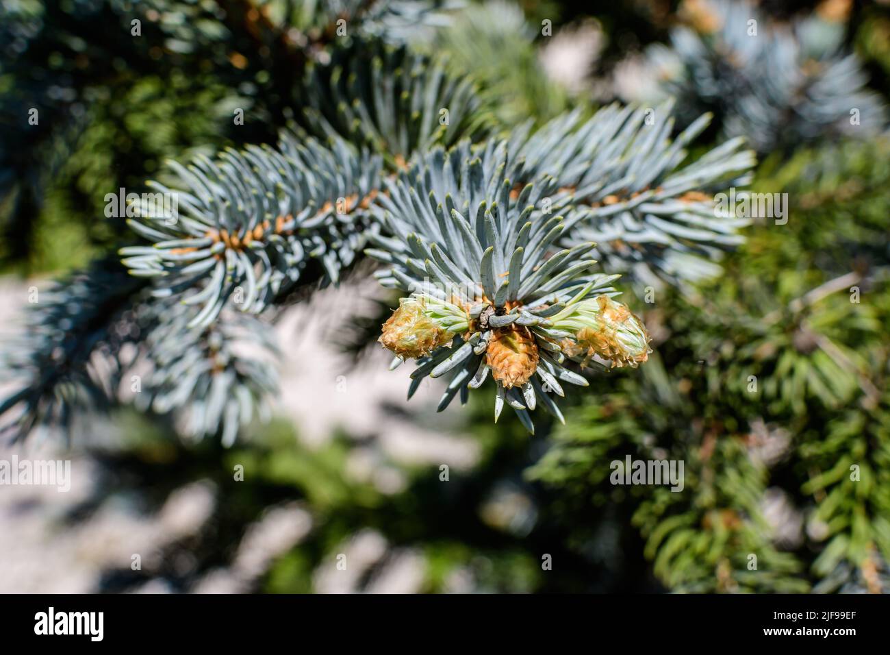 European Silver Tree Close up of many green leaves of Abies alba coniferous tree known as ...